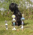 Champion Miro